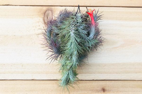 Wholesale: Tillandsia Funckiana Large Hanging Clusters [Min Order 12] Cheap