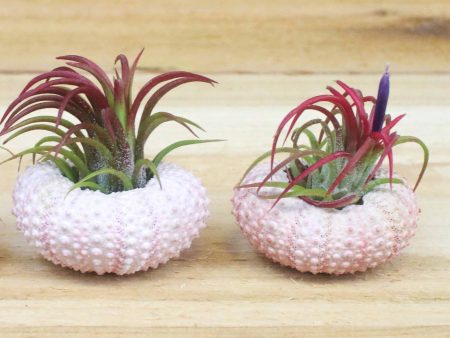 Pink Sea Urchins with Tillandsia Air Plants [2 Pack] Online now