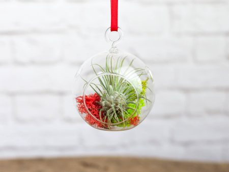 Wholesale: Mini Jolly Terrarium with Tillandsia Ionantha Air Plant For Cheap