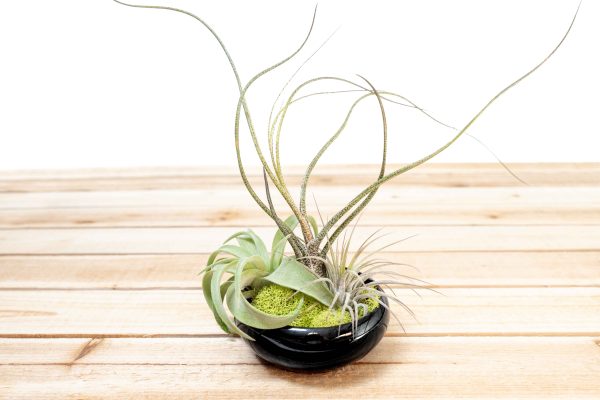 Wholesale: Mini Black Glazed Tillandsia Air Plant Dish [Min Order 12] Sale