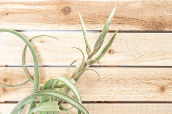 Wholesale: Tillandsia Curly Slim Air Plants - Large Variant [Min Order 12] on Sale