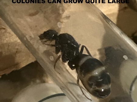 Ant Queen Iridomyrmex Purpureus Meat Ant Online now