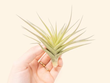 Tillandsia Aeranthos Air Plants - Carnation of the Air - Clavel Del Aire [Single Plant] Online now