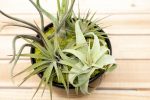 Wholesale: Large Fully Assembled Air Plant Bowl Garden [Min Order 6] Hot on Sale