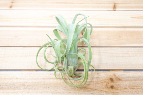 Wholesale: Tillandsia Curly Slim Air Plants - Large Variant [Min Order 12] on Sale