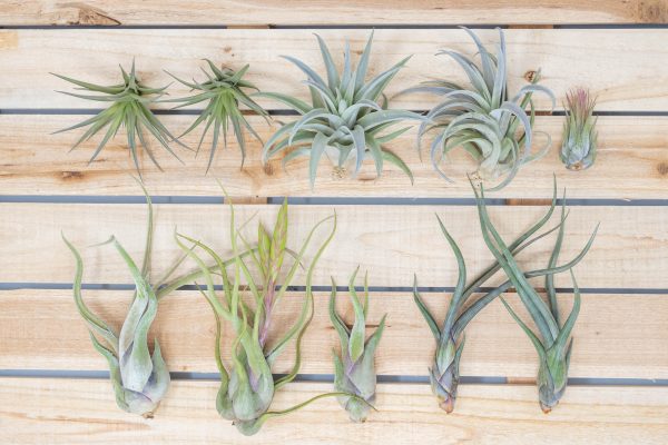 Wholesale: Beginner Friendly Collection of Tillandsia Air Plants [Min Order 12] Online now