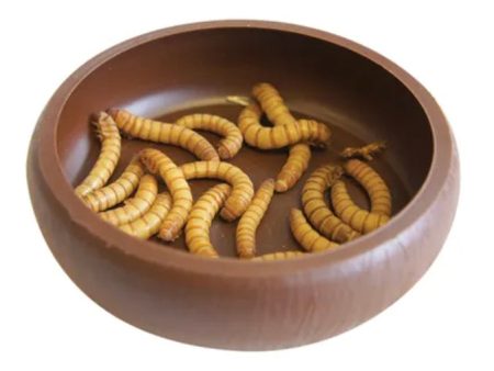 Meal Worm Dish escape prevention sides by Pisces Online Sale