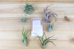 Wholesale: Grow More Tillandsia & Bromeliad Fertilizer Packets - Air Plant Food [Min Order 12] For Sale