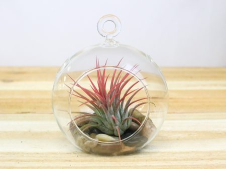 Hanging Glass Tillandsia Air Plant Terrarium with Flat Bottom - Includes River Stones or Black Stones & Air Plant Fashion