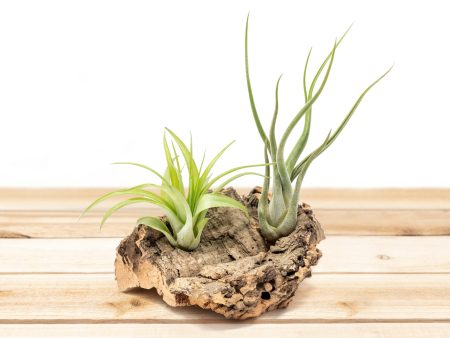 Small Tabletop Cork Bark Display with 2 Tillandsia Air Plants Cheap