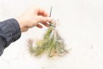 Wholesale: Tillandsia Funckiana Large Hanging Clusters [Min Order 12] Cheap