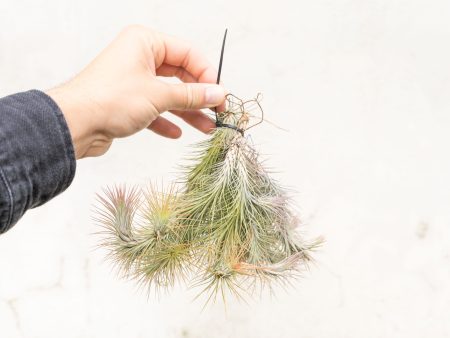 Wholesale: Tillandsia Funckiana Large Hanging Clusters [Min Order 12] Cheap