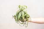 Wholesale: Jumbo Tillandsia Streptophylla Air Plants [Min Order 12] on Sale