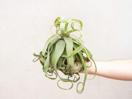 Wholesale: Jumbo Tillandsia Streptophylla Air Plants [Min Order 12] on Sale