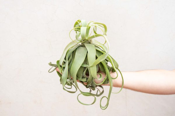 Wholesale: Jumbo Tillandsia Streptophylla Air Plants [Min Order 12] on Sale