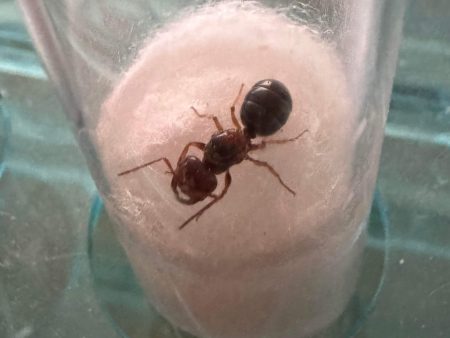 Ant Queen Furnace Ant - Melophorus For Cheap