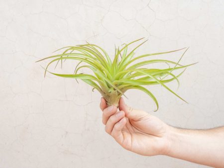 Wholesale: XL Tillandsia Abdita Air Plants   7-9 Inches Tall [Min Order 12] For Sale