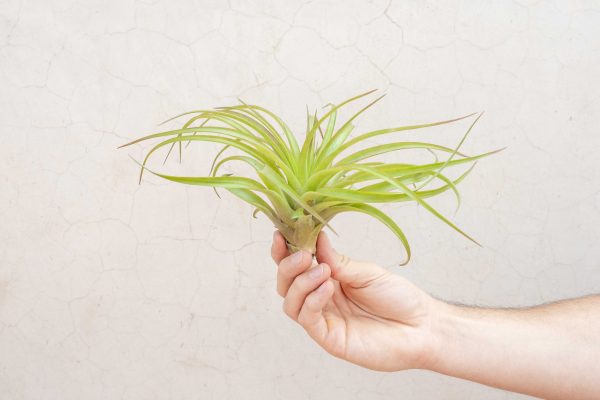 Wholesale: XL Tillandsia Abdita Air Plants   7-9 Inches Tall [Min Order 12] For Sale