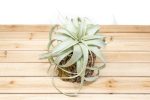 Wholesale: Natural Cork Bark Planters with Choice of Tillandsia Air Plants Supply