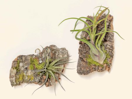 Wholesale: Fully Assembled Air Plant Cork Bark Displays - Chunk [Min Order 12] Supply