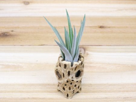 Cholla Wood Container with Assorted Air Plant [3 Inches Tall] Online Sale