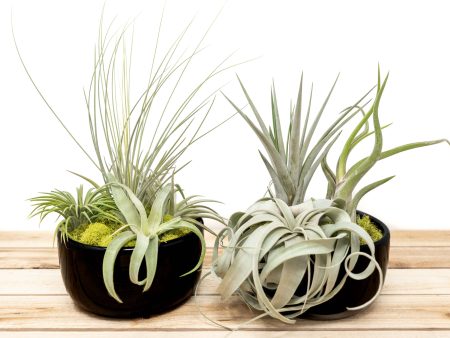 Wholesale: Large Fully Assembled Air Plant Bowl Garden [Min Order 6] Hot on Sale