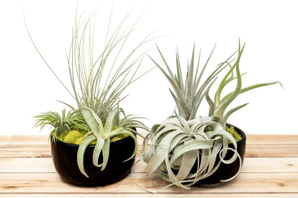 Wholesale: Large Fully Assembled Air Plant Bowl Garden [Min Order 6] Hot on Sale