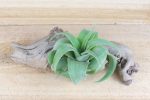 Overstock Special: 3 for $15 Medium Tillandsia Streptophylla Air Plants [3, 6 or 9 Pack] Fashion