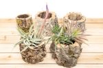 Wholesale: Natural Cork Bark Planters with Choice of Tillandsia Air Plants Supply