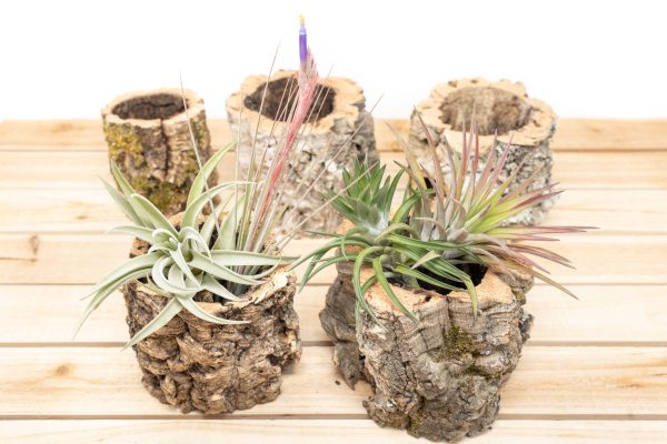 Wholesale: Natural Cork Bark Planters with Choice of Tillandsia Air Plants Supply