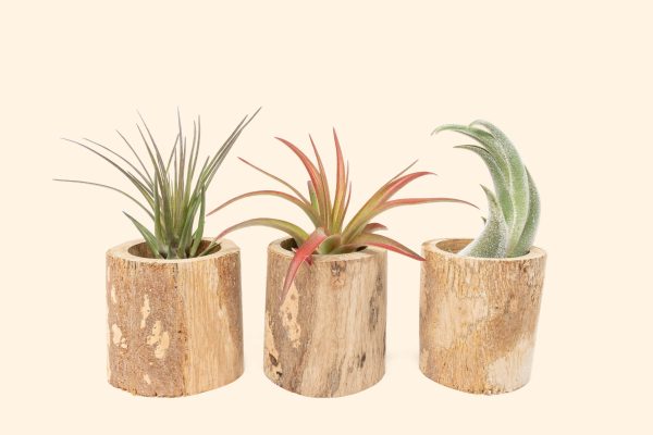 Trio of Small Driftwood Containers with Assorted Tillandsia Air Plants [3 Pack] on Sale