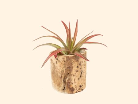 Small Driftwood Container with Assorted Tillandsia Air Plant For Discount