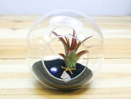 Large Beach Terrarium with Tillandsia Air Plant & Black Sand Online