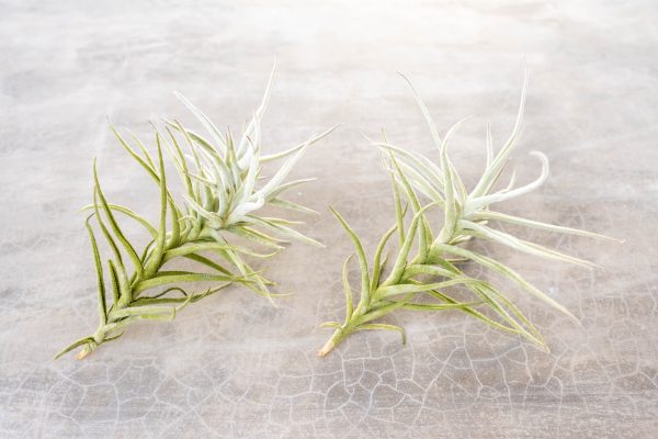 Wholesale: Tillandsia Paleacea Air Plant Singles and Clumps [Min Order 12] Supply