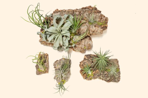 Wholesale: Fully Assembled Air Plant Cork Bark Displays - Small [Min Order 12] Online Sale