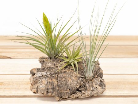 Wholesale: Medium Tabletop Cork Bark Display with 3 Tillandsia Air Plants [Min Order 12] Online Hot Sale