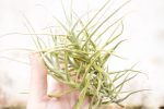 Wholesale: Tillandsia Paleacea Air Plant Singles and Clumps [Min Order 12] Supply