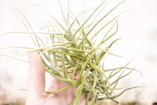 Wholesale: Tillandsia Paleacea Air Plant Singles and Clumps [Min Order 12] Supply