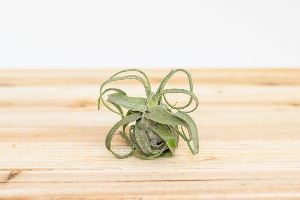 Overstock Special: 3 for $15 Medium Tillandsia Streptophylla Air Plants [3, 6 or 9 Pack] Fashion