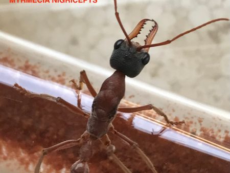 Ant Queen Bullant  Myrmecia Nigricepts Online Hot Sale