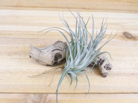 Wholesale: Tillandsia Stricta  Velvet  Hybrid Air Plants [Min Order 12] Cheap