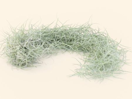 Colombia Thick Spanish Moss   Tillandsia Usneoides  [Single Plant] For Sale