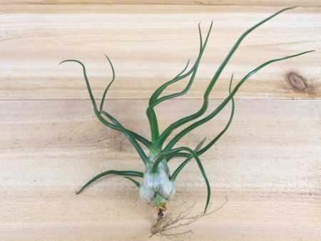 Wholesale: Large Tillandsia Bulbosa Belize Air Plants   6-8 Inches Tall  [Min Order 12] For Sale