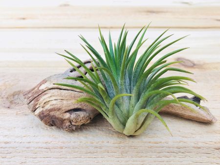 Tillandisa Ionantha Huamelula - Collector s Variety Tillandsia [3 Pack] Cheap