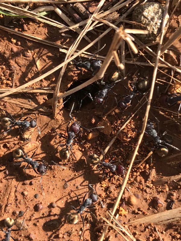 Ant Queen Camponotus suffusus eggs larvae and workers on Sale