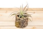 Wholesale: Natural Cork Bark Planters with Choice of Tillandsia Air Plants Supply