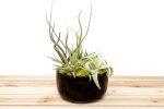 Wholesale: Large Fully Assembled Air Plant Bowl Garden [Min Order 6] Hot on Sale