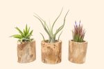 Trio of Small Driftwood Containers with Assorted Tillandsia Air Plants [3 Pack] on Sale