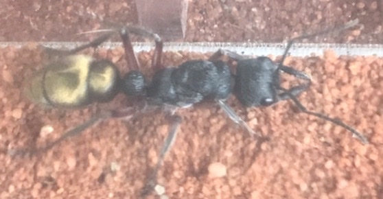 Ant queen Myrmecia Fulvipes Cheap