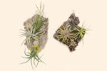 Wholesale: Fully Assembled Air Plant Cork Bark Displays - Small [Min Order 12] Online Sale